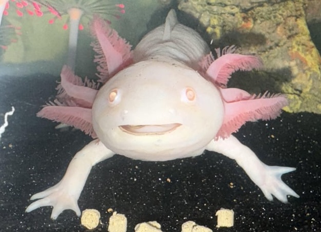 Интерьер для хвостатых друзей: как добавить уют и стиль для питомцев.