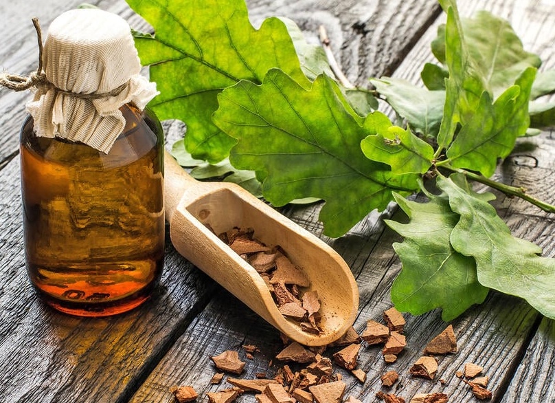 Целебные свойства древесины дуба