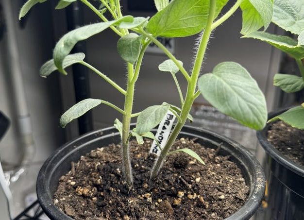 Дерево или пластик? Вопрос с одним правильным ответом