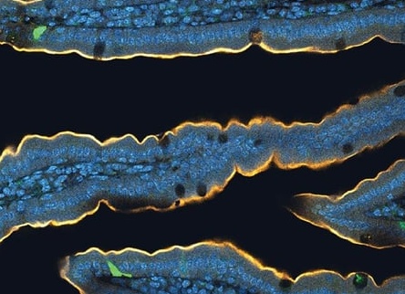 Есть ли разница между искусственным и натуральным деревом в доме: энергетика материала