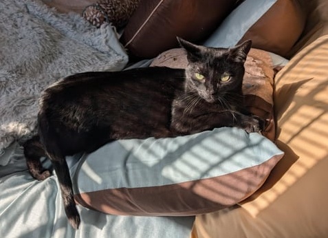 👑 Кроватка для принцессы — какая она