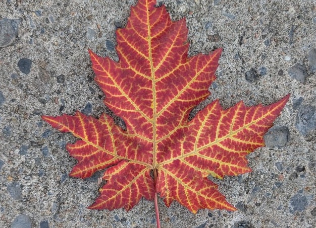 Вы заметили осень?